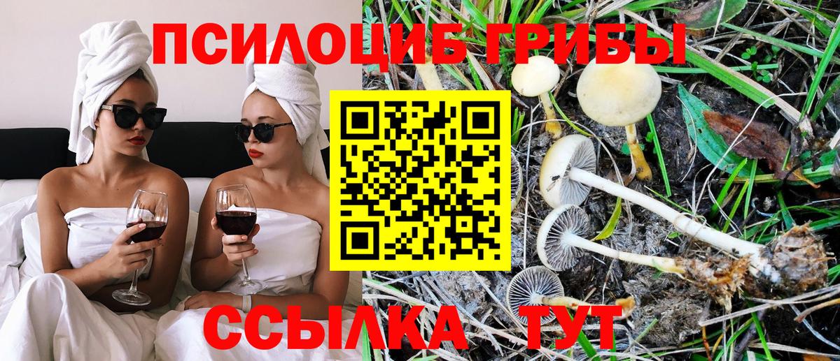 Псилоцибиновые грибы мицелий Пятигорск